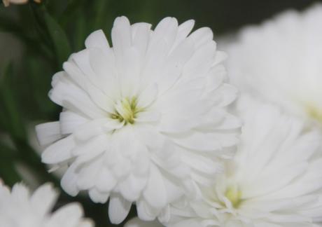 kalimeris veneux 23 oct 2015 005.jpg