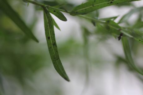 v kalimeris veneux 23 oct 2015 022.jpg