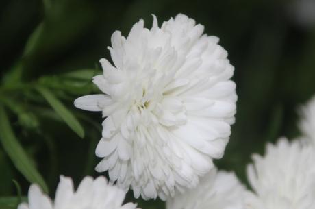 kalimeris veneux 23 oct 2015 006.jpg