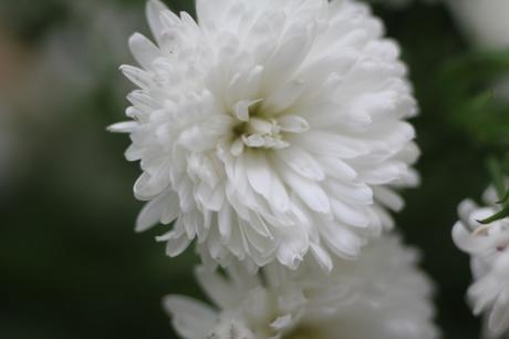 kalimeris veneux 23 oct 2015 014.jpg