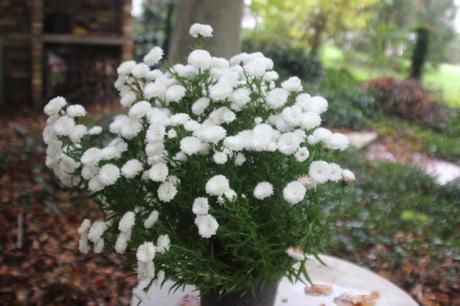 kalimeris veneux 23 oct 2015 001.jpg