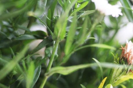 v kalimeris veneux 23 oct 2015 021.jpg