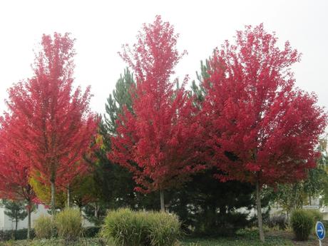 Divers - Les couleurs de l'automne