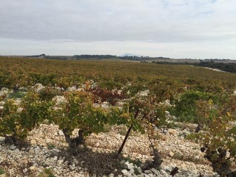 Châteauneuf du Pape automnal