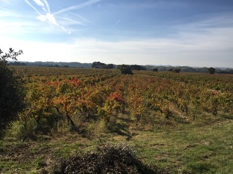Châteauneuf du Pape automnal