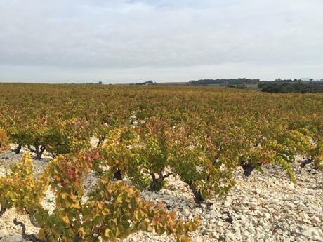 Châteauneuf du Pape automnal