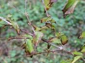 Cornus officinalis mas, déjà prêts