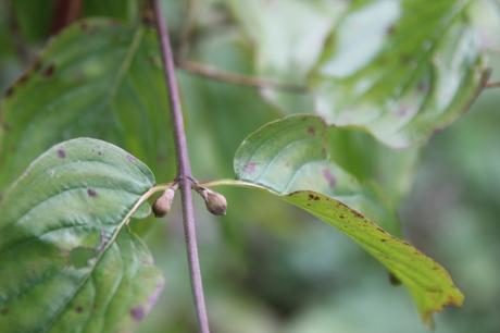 cornus yellow romi 18 oct 2015 034.jpg