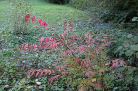 euo alatus romi 18 oct 2015 030.jpg