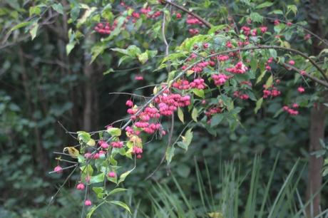 euo euro romi 11 oct 2015 024.jpg