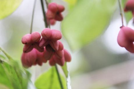 euo euro romi 11 oct 2015 032.jpg