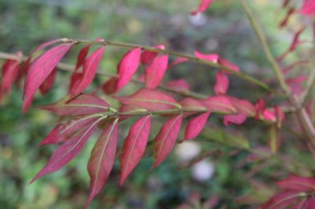 euo alatus romi 18 oct 2015 055 (2).jpg