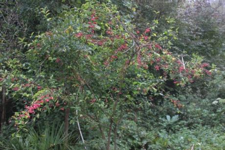 euo euro 1 romi 11 oct 2015 031.jpg