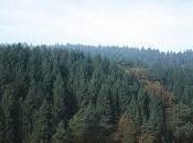 Combien d’arbres dans monde