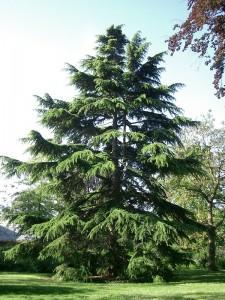 cedreparcraymondsibillemai04