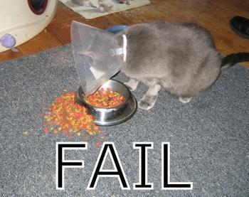 fail cat eating