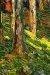 1902, Vassily Kandinsky : Forêt avec personnage rouge