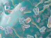 bactéries nous habitent leur dire