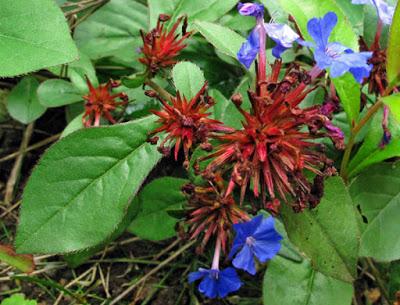 Plumbago ou Dentelaire