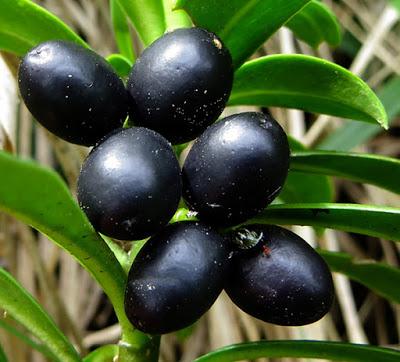 Daphne laureola  (Laurier des bois)