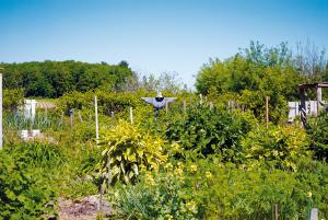 environnement Potagers d'antan agriculture biodiversité alimentaire