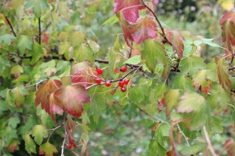 19 ribes fasc romi 18 oct 2015 037.jpg