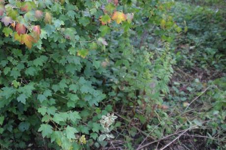 21 ribes fasc romi 18 oct 2015 074.jpg