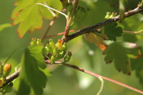 3 ribes fasc romi 5 juin 2013 030.jpg