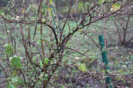 9 ribes fasc romi 2 janv 2015 068.jpg