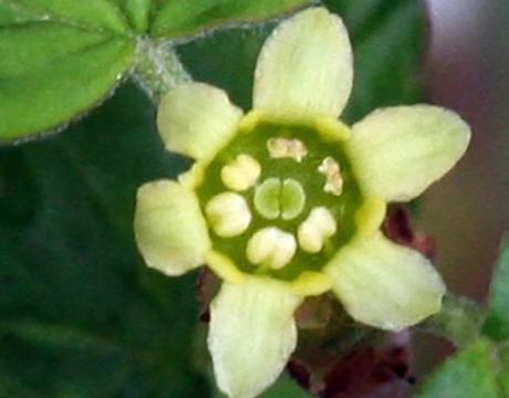 11 ribes fasc fl mâle.jpg