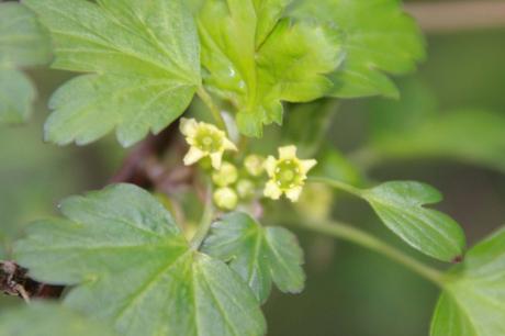 1 ribes fasc romi 1 avril 2015 015 (1).jpg