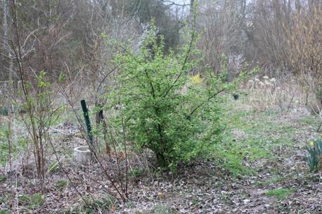 16 ribes fasciculatum romi 18 mars 2014 048.jpg