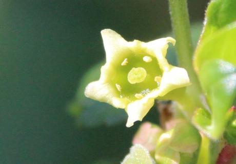 10 ribes fasciculatum fl fem romi 8 mars 2014 035 (3).jpg