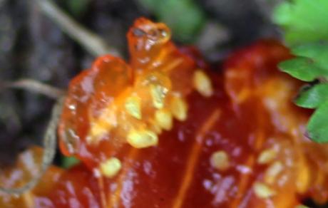 14 ribes fasciculatum rec romi 28 sept 2013 005 (1).jpg