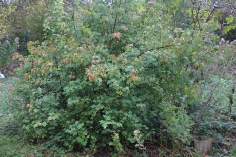 17 ribes fasc romi 18 oct 2015 036.jpg