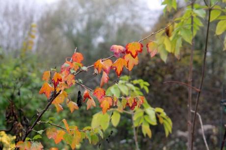 8 ribes fasc 2 14 nov 2012.jpg