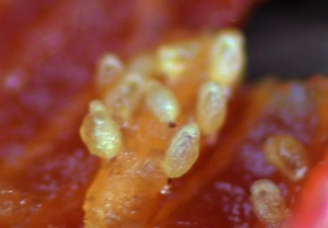 15 ribes fasciculatum pépins romi 28 sept 2013 015.jpg