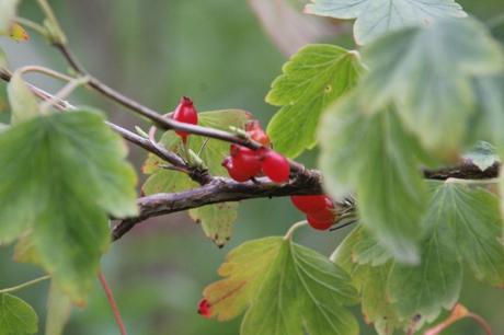 7 ribes fasciculatum romi 28 sept 2013 036 (7).jpg