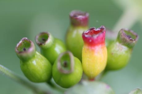 2 ribes romi 15 mai 2014 029 (1).jpg