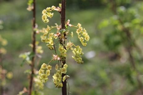 12 ribes rubrum romi 15 avril 2015 115 (1).jpg
