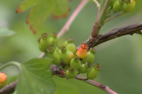 4 ribes fasc romi 12 juin 2013 045.jpg