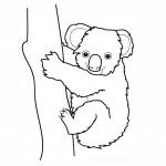 dessin de koala