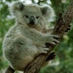 image de koala