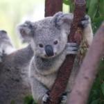 image de koala