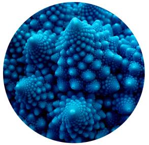 Faites comme Léonard, Walt, Charles, Albert et Isaac…utilisez le mind mapping ! romanesco-1600x1200
