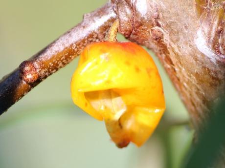 6 hippophae fem rec romi 15 août 2013 001 (4).jpg