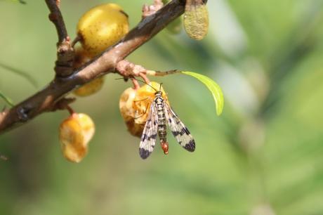 5 hippophae autofromi 9 août 2014 012 (2).jpg