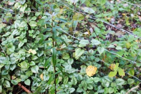 3 hippophae rejet romi 18 oct 2015 041.jpg