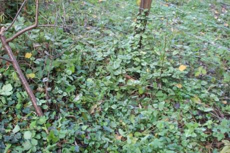 1 hippophae fem rejet romi 18 oct 2015 039.jpg