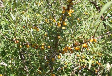 4 hippophae autof rec romi 2 août 2015 017.jpg